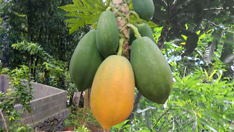 Papaya